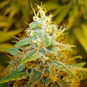 Auto fem Skunk #1 (Скунк #1 ТГК 19%)